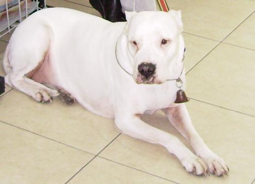 caractère dogo argentino